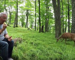 Deer Sees Man Eating An Apple, Brings Her Fawns Over For A Bite