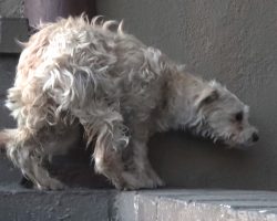 Homeless Dog’s So Scared Of Touch But Submits In A Moving Display Of Trust