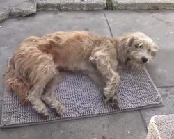 A Stray Wandered Into Their Yard & Collapsed, Showed Teeth To Tell Of His Pain