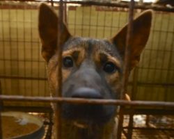 Nara Awaiting Her Fate At A Dog Meat Farm Shows How Quickly Life Can Change