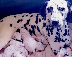 Dalmatian’s Puppies ‘Kept On Coming’ During 14-Hour Labor
