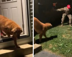 Mom Lets The Dogs Out In The Middle Of The Night, And Soldier Dad Is There Waiting