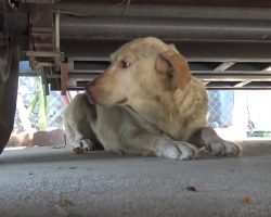Labrador Was Used For Breeding And Then Abandoned To Fend For Herself