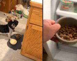 Picky Dog Won’t Eat His Food, So Dad Puts The Bowl In The Fridge