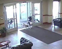 Two Pit Bulls Walk Into A Hospital Alone And Catch Everyone Off Guard