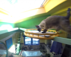 Man Who Will Do Anything For His Pets Turns House Into A Giant Playland For His 15 Rescues
