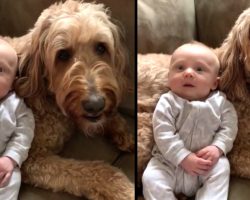 Mom Asks The Dog If He Loves His Human Baby Brother