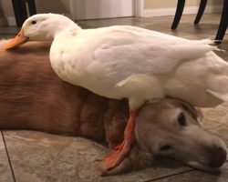 Dog Gives In To New Life As Duck’s Personal Pillow