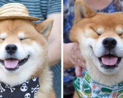 This Ridiculously Cute and Handsome Shiba of Japan Will Make Your Day