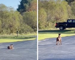 Dog Waits All Day For The Guy Who Rescued Her To Come Home From Work