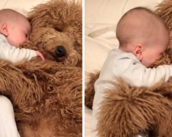 Baby Cuddles With Goldendoodle And Falls Asleep In His Paws