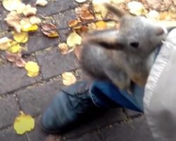 Squirrel Jumps At Stranger’s Leg To Get Him To Follow Her To Her Baby