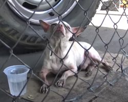 Kids Find Old Dog On The Street Whose Long Nails Suggested It’d Been A While