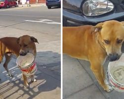 Stray Walks Around With An Old Bucket Begging People For Water
