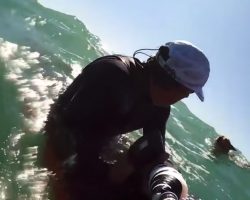 Surfer Sees Upside Down Kayak And Then A Dog Struggling In The Water