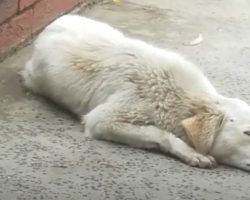 Dog With Nowhere To Go Had To Resort To Sleeping On The Hard Ground