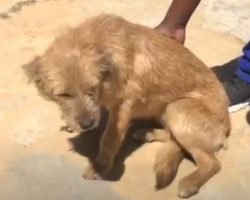 Dog Was Tied Out And Ignored, So She Snapped The Rope And Ran Away