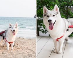 Meet Maya: The Husky Born Without Paws Gets Custom Wheelchair