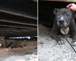 Old Dog Who Lived Under the Container for a Decade was Rescued