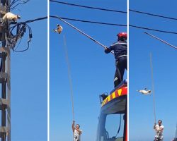Acrobatic cat balances on power line as crews try to get it down