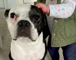 Dog Repeatedly Butts Head Against Door In Attempt To Save Baby’s Life