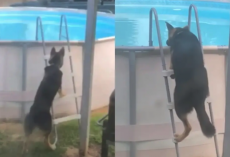 German Shepherd Learns How To Get Into Pool All By Himself And Goes For Secret Swim
