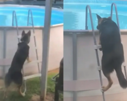 German Shepherd Learns How To Get Into Pool All By Himself And Goes For Secret Swim