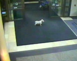 Cancer Patient’s Dog Escapes While She Is At The Hospital, And Follows Her Scent Here
