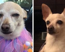 Meet 21-year-old TobyKeith- now declared the world’s oldest living dog