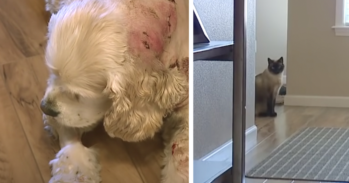Dog Was Attacked While Out In The Garage, But Family Cat Saves The Day