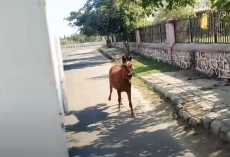 Horse Chases After Ambulance That’s Transporting Her Ill Friend