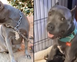 Pittie Rescued From The End Of A Chain Has 13 Identical Puppies