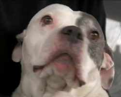 Rescue pit bull defends family from burglar, restrains him until police arrive