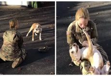 Army recruit crushed that her dog doesn’t recognize her after 8 months apart — until he leaps into her arms