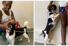 Lost dog reunites with family after five years as a stray