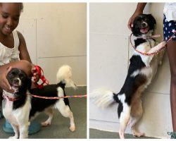 Lost dog reunites with family after five years as a stray