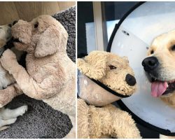 Golden retriever won’t go anywhere without his favorite toy: a stuffed animal that looks just like him