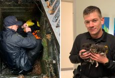 Officers come to the rescue of crying kittens trapped in storm drain