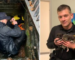 Officers come to the rescue of crying kittens trapped in storm drain