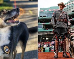 Ruby, shelter dog turned hero K9 and inspiration for Netflix film, euthanized after illness