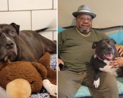 Rescue dog who was always passed by finally finds a home after two years in shelter