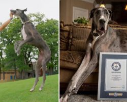 Zeus the Great Dane named the tallest dog in the world by Guinness World Records