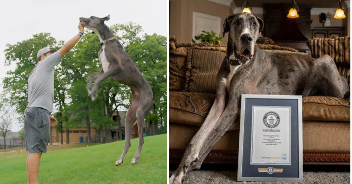 Zeus the Great Dane named the tallest dog in the world by Guinness ...