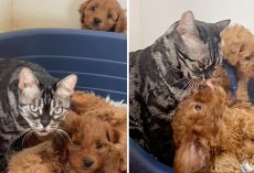 Cat who lost her own kittens becomes second mom to litter of puppies