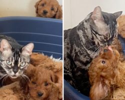 Cat who lost her own kittens becomes second mom to litter of puppies