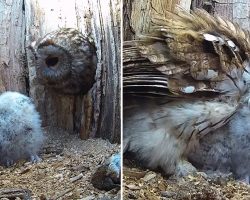 Owl Mum Adopts Two Rescue Chicks After Her Own Eggs Fail to Hatch