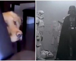 Golden retriever watches ‘Star Wars,’ and hides behind the couch when she sees Darth Vader