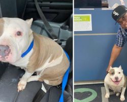 Lost dog reunites with family five years after being stolen