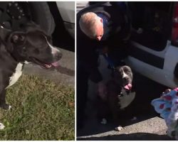 Missing toddler is found safe — with the pit bull who looked after him