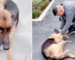 Retired police dog gets emotional after reuniting with handler she hasn’t seen in years
